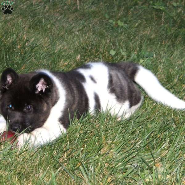 Betsey, Akita Puppy